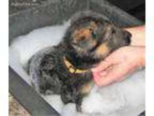 German Shepherd Dog Puppy for sale in Lawrenceburg, TN, USA