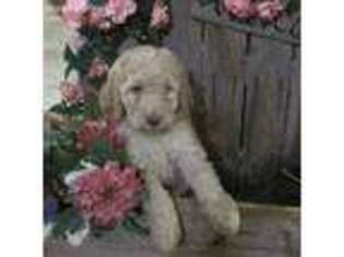 Goldendoodle Puppy for sale in Penn Yan, NY, USA