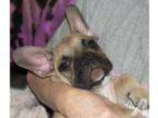 French Bulldog Puppy for sale in MORGANTOWN, WV, USA