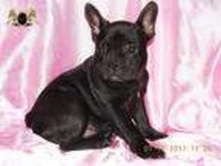French Bulldog Puppy for sale in College Corner, OH, USA