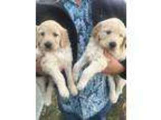 Goldendoodle Puppy for sale in Tehachapi, CA, USA