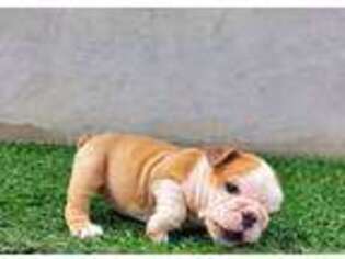 Bulldog Puppy for sale in Chula Vista, CA, USA