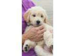 Goldendoodle Puppy for sale in Hubert, NC, USA