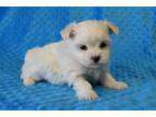 Mal-Shi Puppy for sale in Springfield, MO, USA