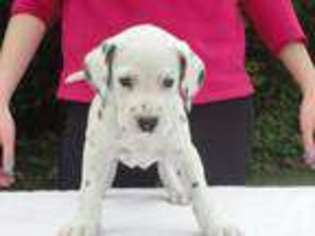 Dalmatian Puppy for sale in SEATTLE, WA, USA
