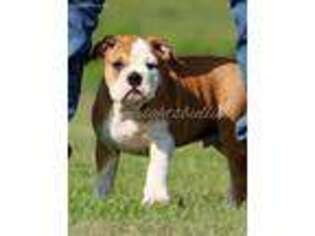 Olde English Bulldogge Puppy for sale in Henagar, AL, USA