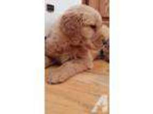 Golden Retriever Puppy for sale in WAUSEON, OH, USA