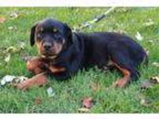 Rottweiler Puppy for sale in New Haven, IN, USA