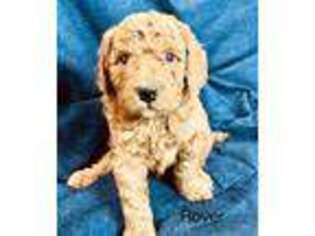Goldendoodle Puppy for sale in Fair Play, MO, USA