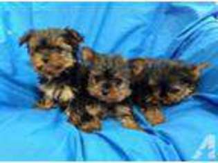 Yorkshire Terrier Puppy for sale in AMISSVILLE, VA, USA