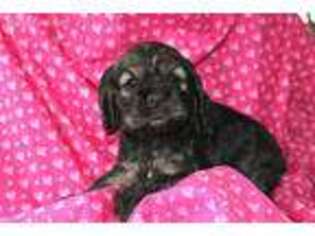 Cocker Spaniel Puppy for sale in Fowler, IN, USA