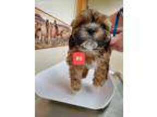 Havanese Puppy for sale in Olive Hill, KY, USA
