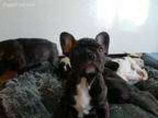 French Bulldog Puppy for sale in Fresh Meadows, NY, USA