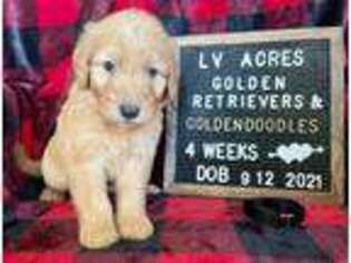 Goldendoodle Puppy for sale in Malcom, IA, USA