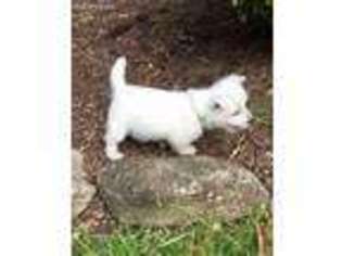 West Highland White Terrier Puppy for sale in Tioga, PA, USA