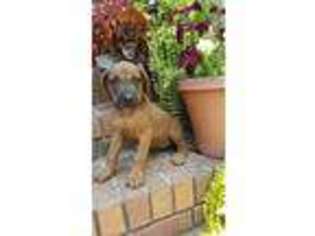 Rhodesian Ridgeback Puppy for sale in Cowpens, SC, USA