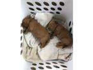 Goldendoodle Puppy for sale in Gowanda, NY, USA
