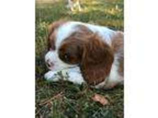 Cavalier King Charles Spaniel Puppy for sale in Hillsboro, MO, USA