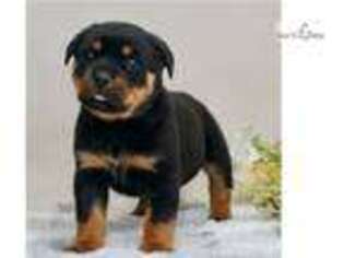 Rottweiler Puppy for sale in Fort Wayne, IN, USA