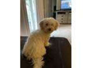 Havanese Puppy for sale in Lake Mary, FL, USA
