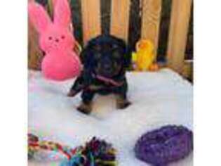 Dachshund Puppy for sale in West Covina, CA, USA