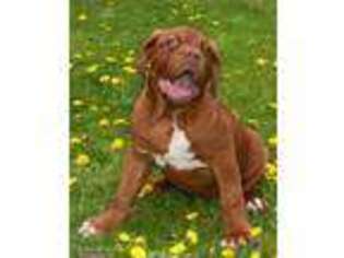 American Bull Dogue De Bordeaux Puppy for sale in Green Bay, WI, USA