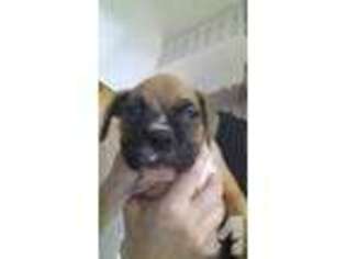 Boxer Puppy for sale in LANSING, IL, USA