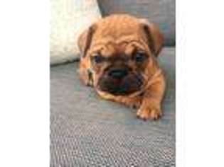 French Bulldog Puppy for sale in Kingsport, TN, USA