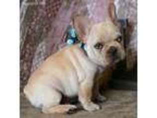 French Bulldog Puppy for sale in Belton, SC, USA