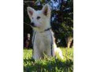 German Shepherd Dog Puppy for sale in Glen Easton, WV, USA