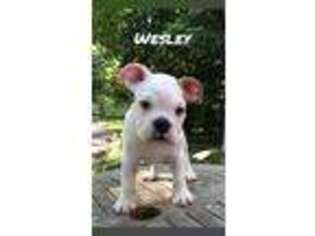 Bulldog Puppy for sale in Saint James, NY, USA