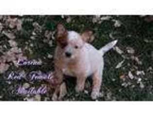 Australian Cattle Dog Puppy for sale in Bosque Farms, NM, USA