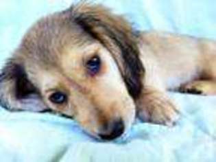 Dachshund Puppy for sale in CLE ELUM, WA, USA