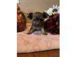 Yorkshire Terrier Puppy for sale in Lisle, IL, USA