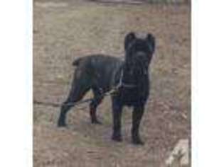 Cane Corso Puppy for sale in TAR HEEL, NC, USA
