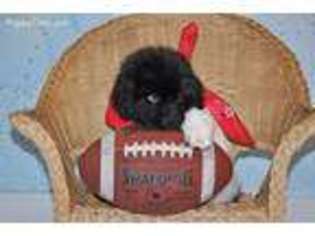 Newfoundland Puppy for sale in Chester, MA, USA
