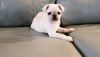 Pug Puppy for sale in JACKSONVILLE, FL, USA