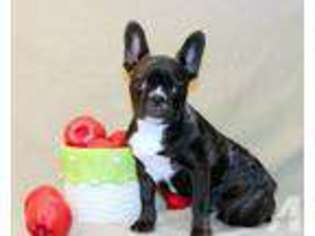 Bulldog Puppy for sale in LIMESTONE, TN, USA