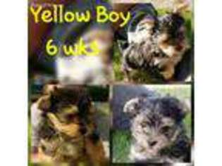 Yorkshire Terrier Puppy for sale in Williston, ND, USA