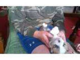 Pembroke Welsh Corgi Puppy for sale in Rudyard, MI, USA