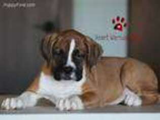 Boxer Puppy for sale in Chapel Hill, NC, USA