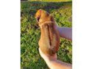 Rhodesian Ridgeback Puppy for sale in Roy, WA, USA