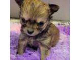 Chihuahua Puppy for sale in Ellington, MO, USA