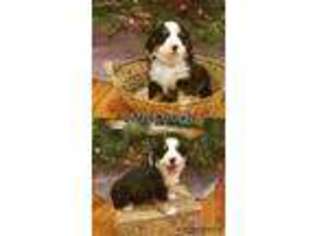 Bernese Mountain Dog Puppy for sale in Lebanon, PA, USA