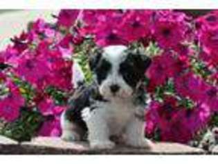 Havanese Puppy for sale in CANTON, OH, USA