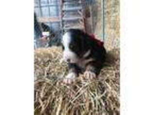 Bernese Mountain Dog Puppy for sale in Monterey, TN, USA