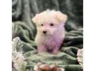 Maltese Puppy for sale in Morrow, OH, USA