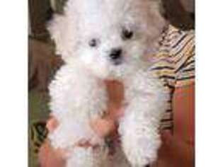 Bichon Frise Puppy for sale in Lancaster, CA, USA