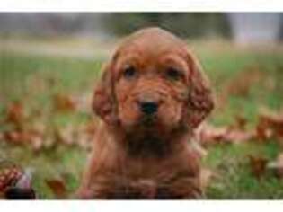 Irish Setter Puppy for sale in South Bend, IN, USA