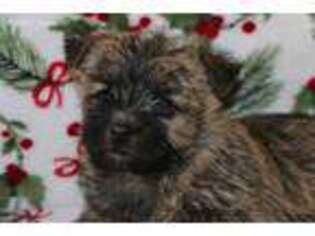 Cairn Terrier Puppy for sale in Goshen, IN, USA